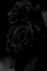 Nikkitaylorhinds Black And White Roses Black Flowers Black Rose Flower
