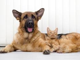 If you want the benefit for your kitty's coat, the salmon oil is a good choice. What Are The Benefits Of Fish Oil For Dogs And Cats Petmd