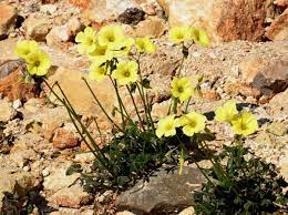 We did not find results for: Oxalis Pes Caprae Bermuda Buttercup