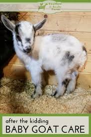After The Kidding Baby Goat Care All About Goats Cabras Bebe Cabras Enanas Cria De Cabras
