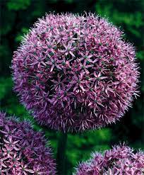 Allium Gladiator Allium Flower Bulb Index Fall Bulbs Bulb Flowers Chicago Botanic Garden