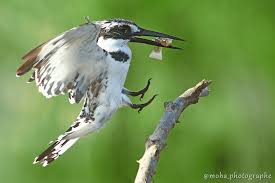 طائر الرفراف الابقع منتدى اسلامي مفيد animals bird
