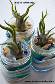 1 year anniversary gifts for him ideas. Air Plant Terrarium Party Favors Using Colored Sand Seashells Pebbles Beach Glass Raise Your Garden