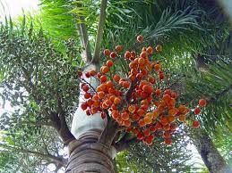 Image result for Wodyetia bifurcata