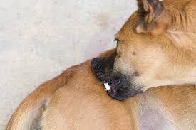 Most folks use the term 'bite' when it comes to the action of the little critter, but the correct verb would be sting as that's actually what they're doing when. Dog Fire Ant Bites Treatment Pet Comments