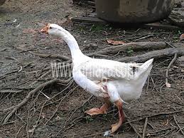 Ternak bebek petelur bisa menjadi pilihan kesibukan yang menguntungkan. Benarkah Ular Takut Dengan Najis Angsa Uniaga Aviary