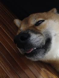 Dogecoin bitcoin cryptocurrency litecoin mata uang digital, doge, teks, logo. Deep Sleep My Shiba 02