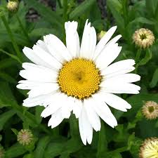 Image result for Leucanthemum