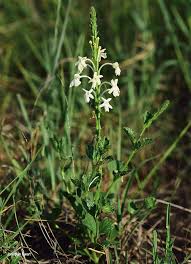 Image result for Chascanum