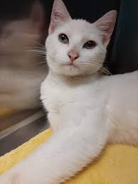 Poodle named Charlie gets new name Bhaggi