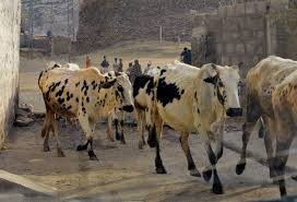 Dhanni Pakistan Breeds Animals Cattle