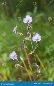 Image result for Commelina purpurea