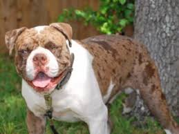 Find a alapaha blue blood bulldog puppy from reputable breeders near you and nationwide. Bulldog Campeiro Puppies For Sale