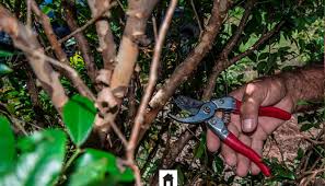 Image result for jabuticabeira em flor