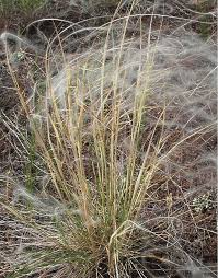 Image result for Festuca costata