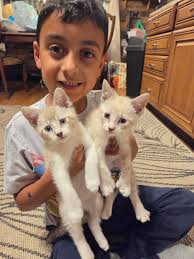 This little junior foster takes fostering VERY seriously. He is VERY  protective over his kittens.😻😻 Fostering is such a rewarding experience  and can teach the kiddos so much! Here's what we focused
