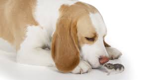 Initially bred to be a hunting and tracking dog, beagles have incredibly powerful noses, short legs that keep them near their scent, and superior intelligence. Lemon Beagle Facts Information About Lemon And White Beagles