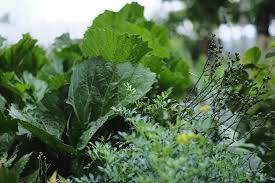 Image result for Crambe