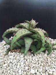 Image result for Aloe mossurilensis