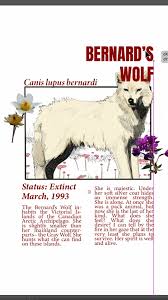 Scrawl’s new Endangered Collection: Bernard’s Wolf #nature #streetwear #art  #graphicdesign #graphictees #animals