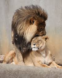 Lion Picture Photo Kiss Mating Ritual Animals Animals Beautiful Cute Animals
