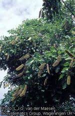 Image result for Isoberlinia tomentosa