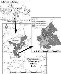 Image result for Balantoides Coli