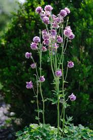 Image result for Aquilegia vulgaris Tower Mix