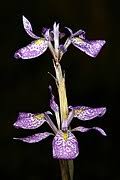 Image result for Moraea simulans