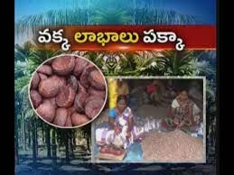 A huge english collocations database with 4,4 mio collocations and example sententes. Vakka Sagu Giving Good Profits In East Godavari à°œ à°• à°¸ à°¨ On 25th September 2015 Youtube