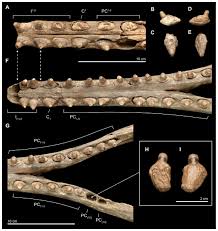 Image result for Dignathia