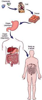 Human Anatomy Human Body Full Human Anatomy Human Body Systems Levels Of Organization Biology Human Body