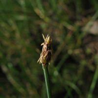 Image result for Eleocharis complanata