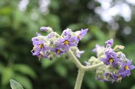 Image result for Solanum mauritianum