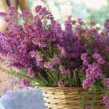 What Is The Meaning Of The Heather Flower Heather Flower Heather Plant Plants