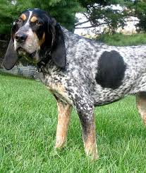American Foxhound Black And Tan Virginia Foxhound Pin On Cute Animals