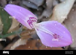 Image result for Dicliptera transvaalensis