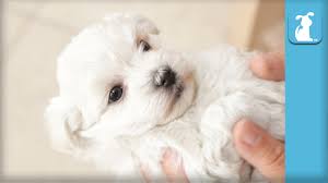 Their lineage can be traced to the european bichon. The Most Adorable Havanese Puppy You Ll See All Day Puppy Love Youtube
