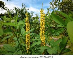 Image result for Crotalaria trichotoma