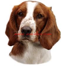 Image result for velššpringršpaněl