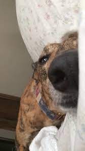 Then First Thing I See When I Open My Eyes Every Day Cute Dogs I Love Dogs Cute Animals