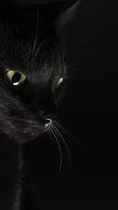 7 Typical Things Cat Owners Do That Can Break A Cat S Heart And Its Spirit In 2020 Black Cat Aesthetic Cat Background Cute Cat Gif