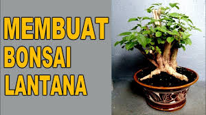 Membuat Bonsai Lantana Youtube