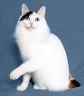 7 Unusual Facts About Japanese Bobtail Cats | Mental Floss