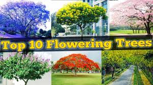 This tree is large in size and around 12 meters in height. Quick Answer Flowering Trees In India Kerala Travel Tours