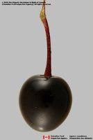 Image result for Balanitaceae