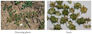 Image result for Tribulus terrestris
