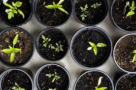 Maybe you would like to learn more about one of these? How To Use Indoor Vegetable Garden Tutorial July 2021 Actual