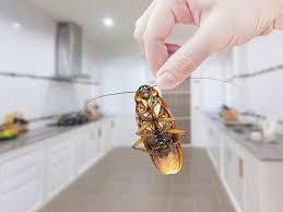 Are you wondering how to get rid of cockroaches using home remedies? 10 Brilliant Ways To Remove Cockroaches From Your Kitchen The Times Of India
