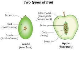 Why Is An Apple Called A False Fruit Quora